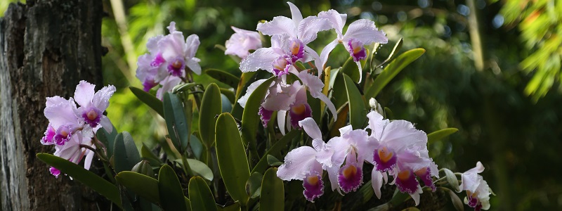 Imagen orquídeas en la Universidad de Ibagué