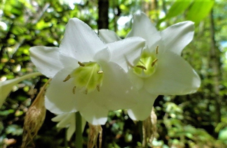 Imagen Amaryllidaceae